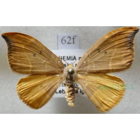 Watsonalla binaria (Hufnagel, 1767) female Wycinka dwojaczka Czech62f